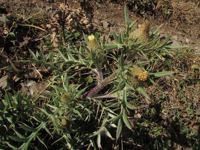 Cirsium kosmelii