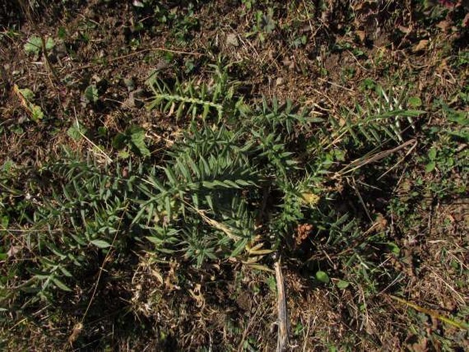 Cirsium kosmelii