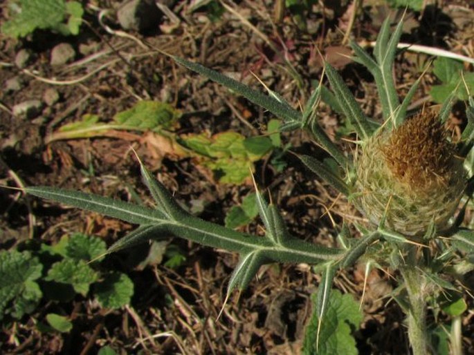 Cirsium kosmelii