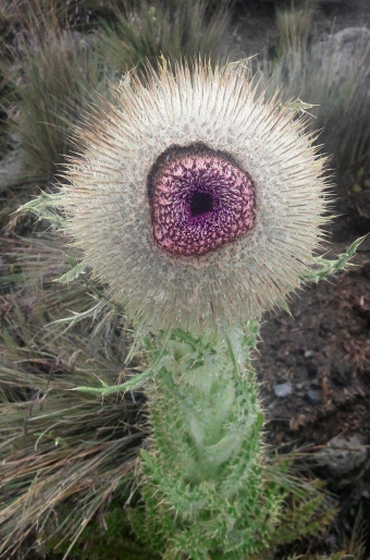 Cirsium nivale