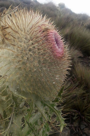 Cirsium nivale