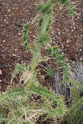 Cirsium arizonicum