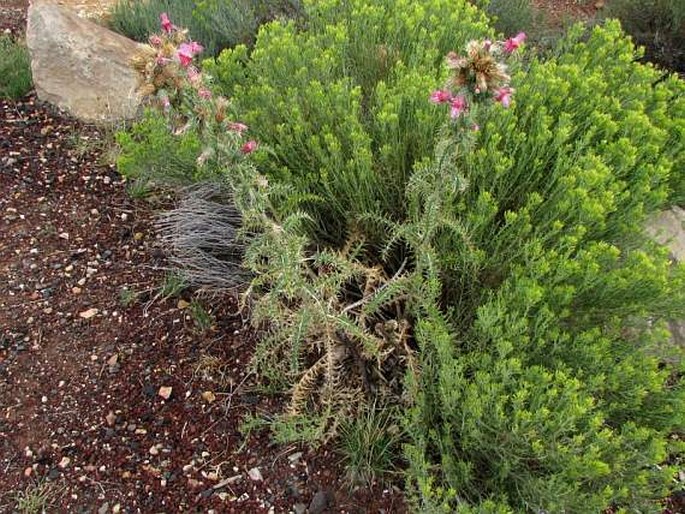 Cirsium arizonicum