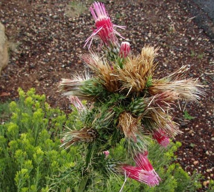 Cirsium arizonicum