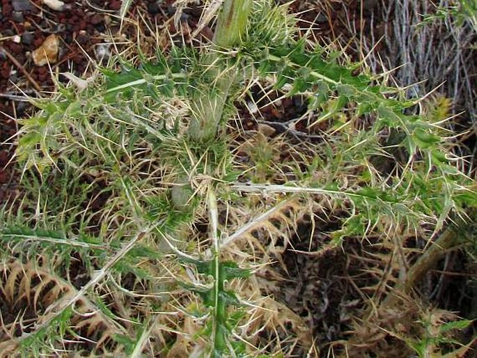 Cirsium arizonicum