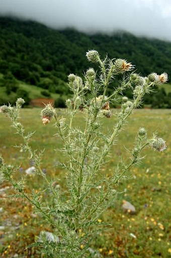 Cirsium echinus