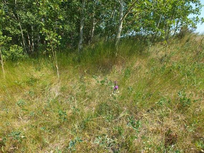 Cirsium flodmanii