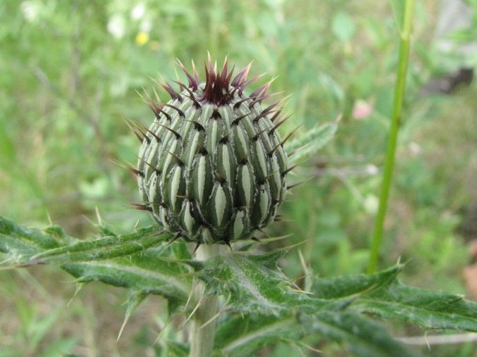 Cirsium flodmanii