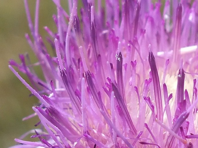 Cirsium flodmanii