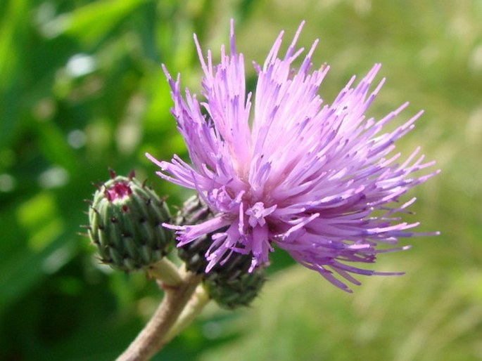 Cirsium monspessulanum