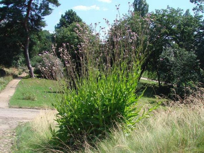 Cirsium monspessulanum