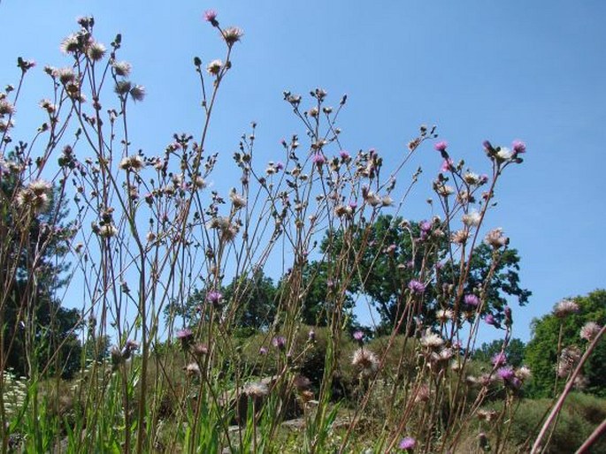 Cirsium monspessulanum