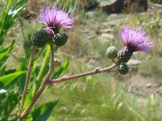 Cirsium monspessulanum