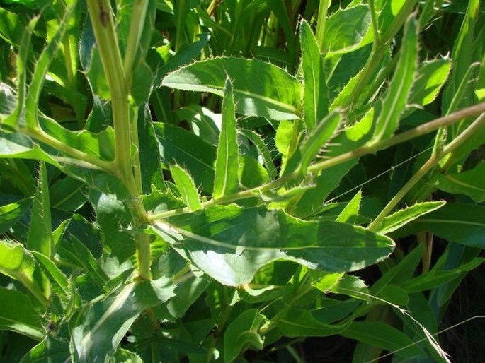 Cirsium monspessulanum