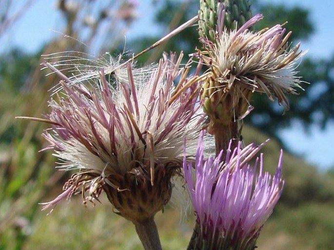 Cirsium monspessulanum