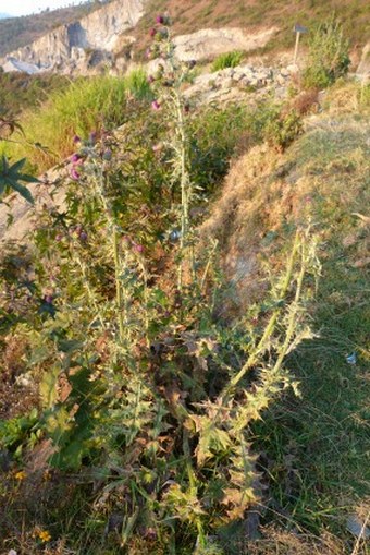 Cirsium mexicanum