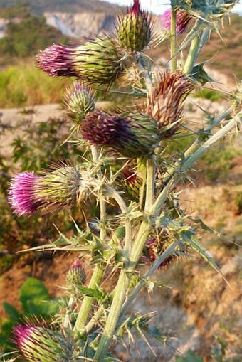 Cirsium mexicanum