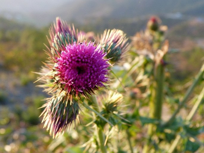 Cirsium mexicanum