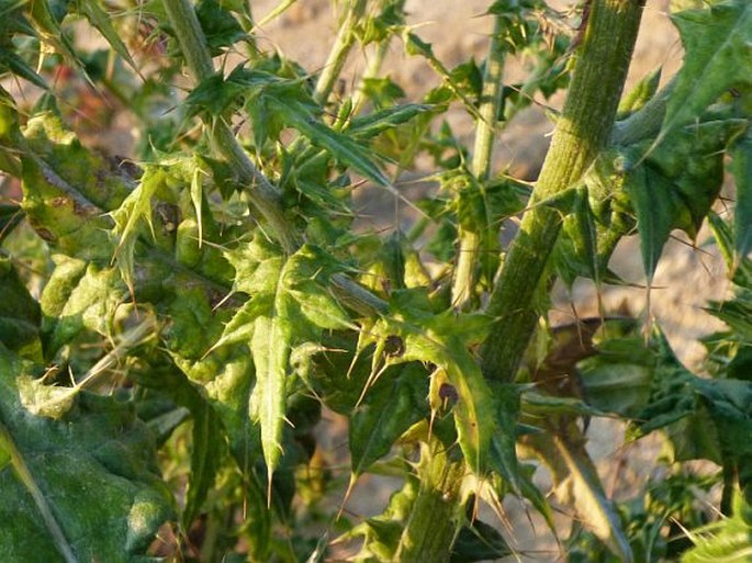 Cirsium mexicanum