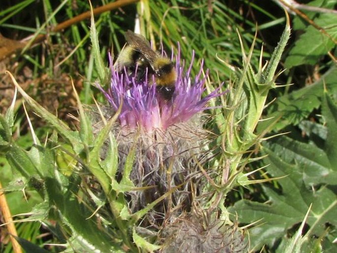 Cirsium pugnax