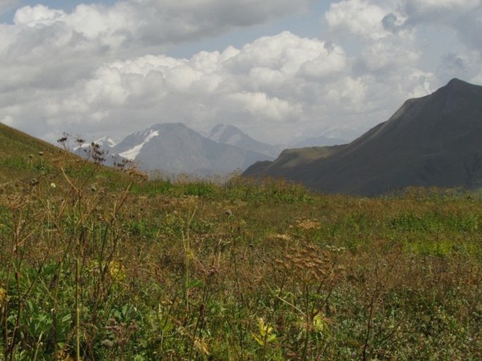 Cirsium pugnax