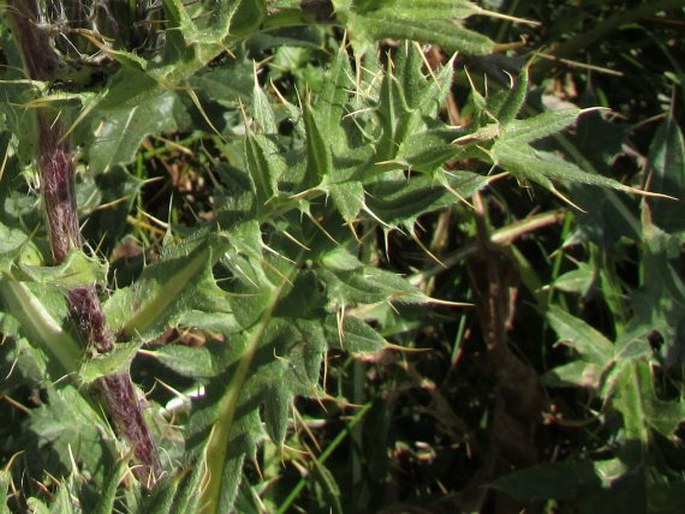 Cirsium pugnax