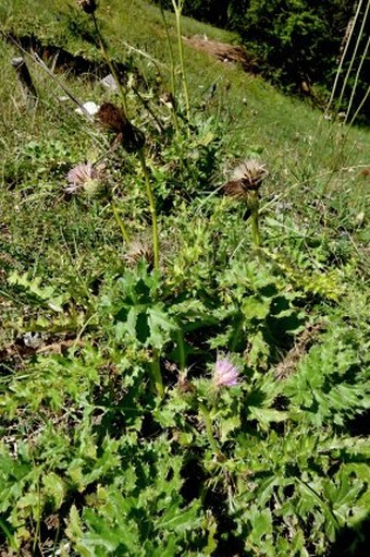 Cirsium × tirolense