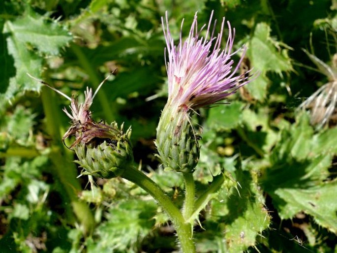 Cirsium × tirolense