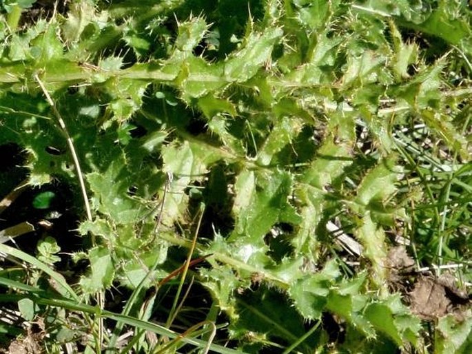 Cirsium × tirolense