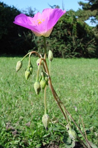 Cistanthe grandiflora