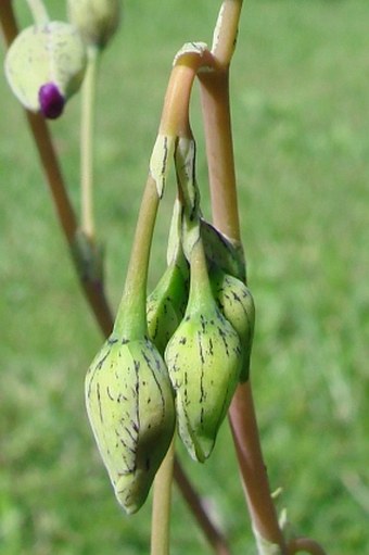 Cistanthe grandiflora