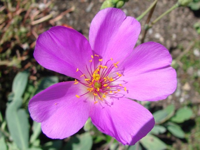 Cistanthe grandiflora