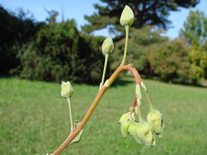 Cistanthe grandiflora