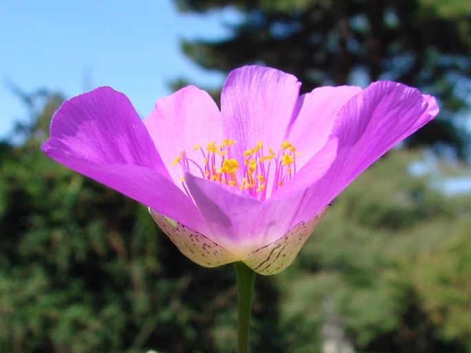 Cistanthe grandiflora