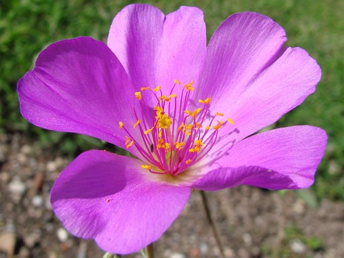 CISTANTHE GRANDIFLORA (Lindl.) Schltdl.