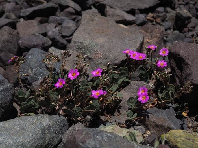 Cistanthe picta