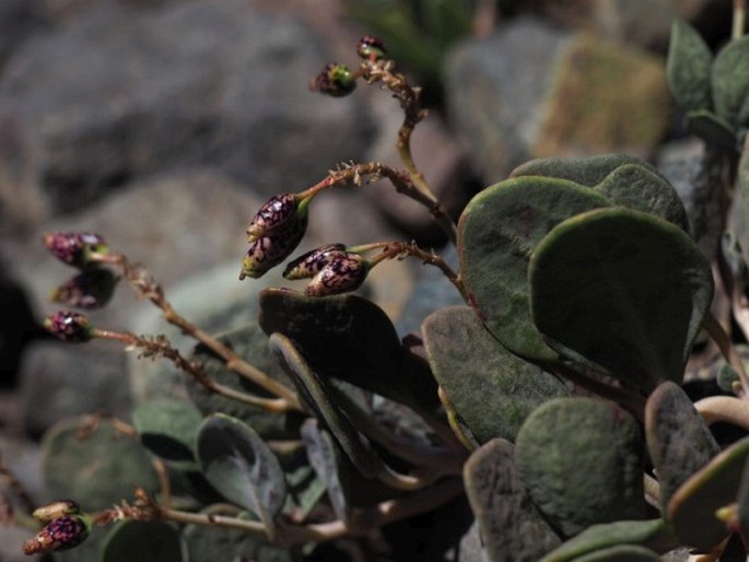 Cistanthe picta