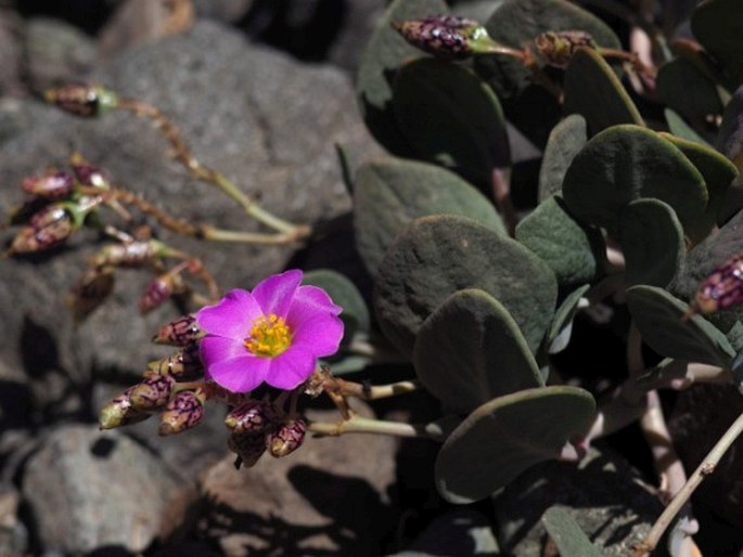 Cistanthe picta