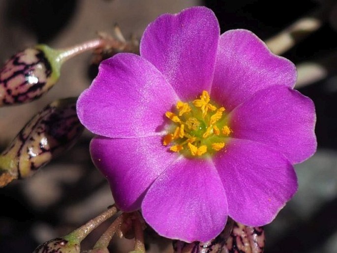 Cistanthe picta