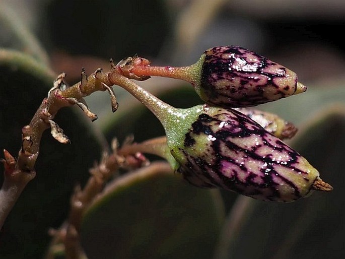 Cistanthe picta