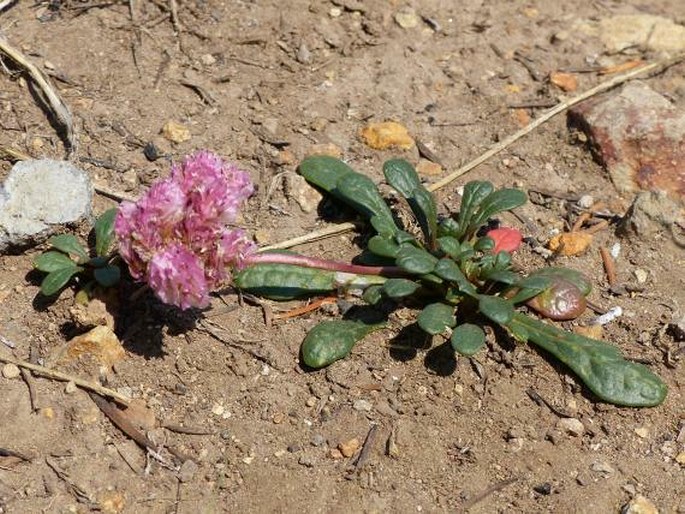 CISTANTHE UMBELLATA (Torr.) Hershkovitz