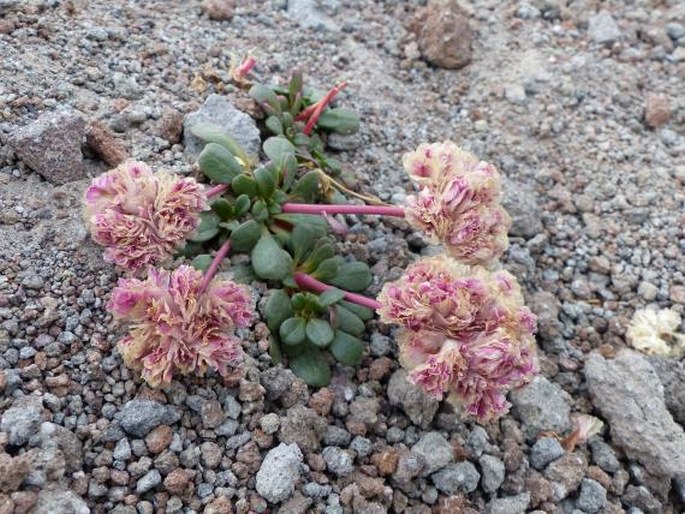 Cistanthe umbellata