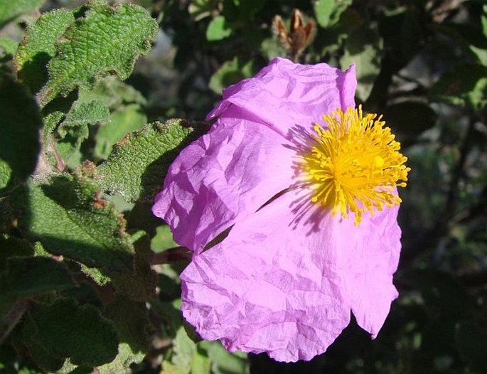 CISTUS CRETICUS L. subsp. CRETICUS – cist