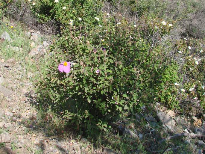 Cistus creticus