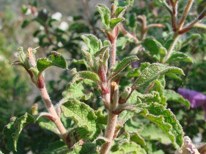 Cistus creticus