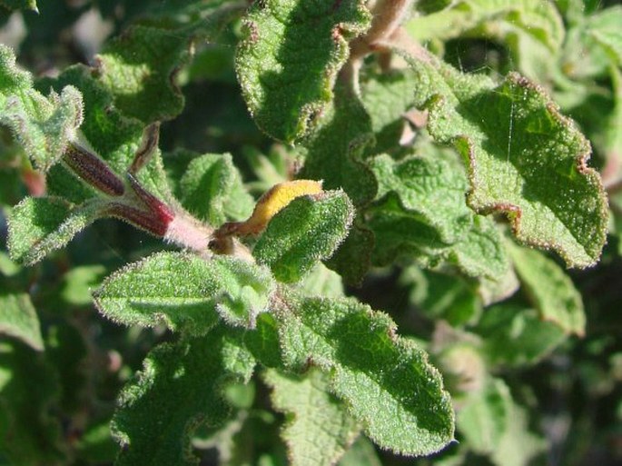 Cistus creticus