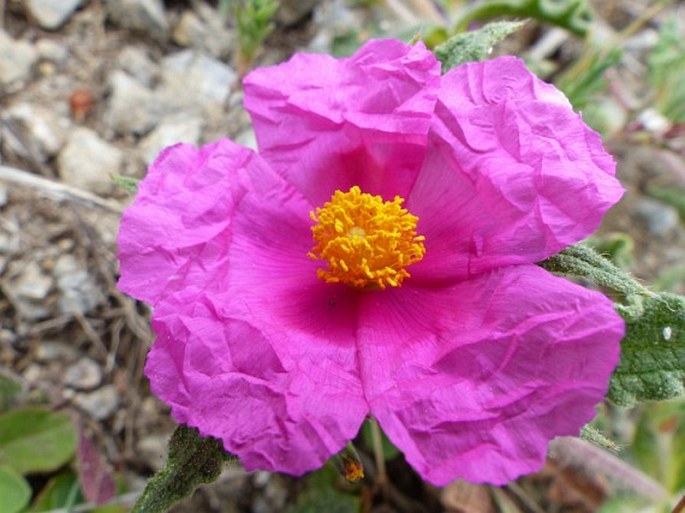 CISTUS CRISPUS L. – cist