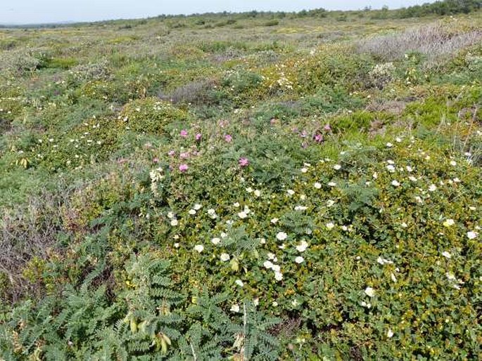 Cistus crispus