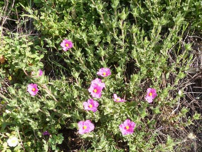 Cistus crispus