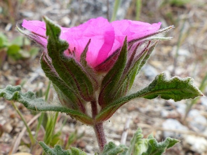 Cistus crispus